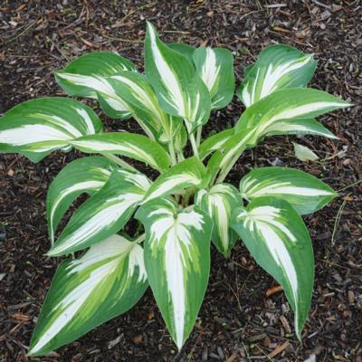 Hosta 'Sharp Dressed Man'